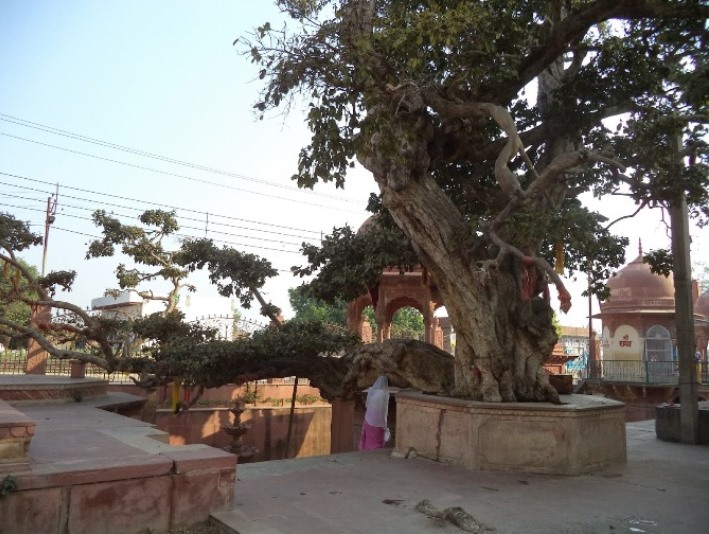 kadamba tree