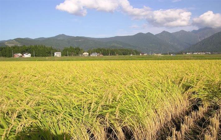 harvest season