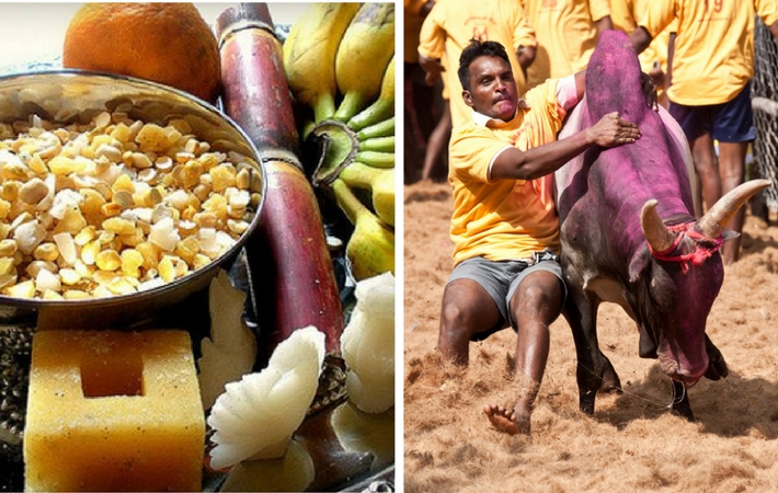Makara Sankranthi