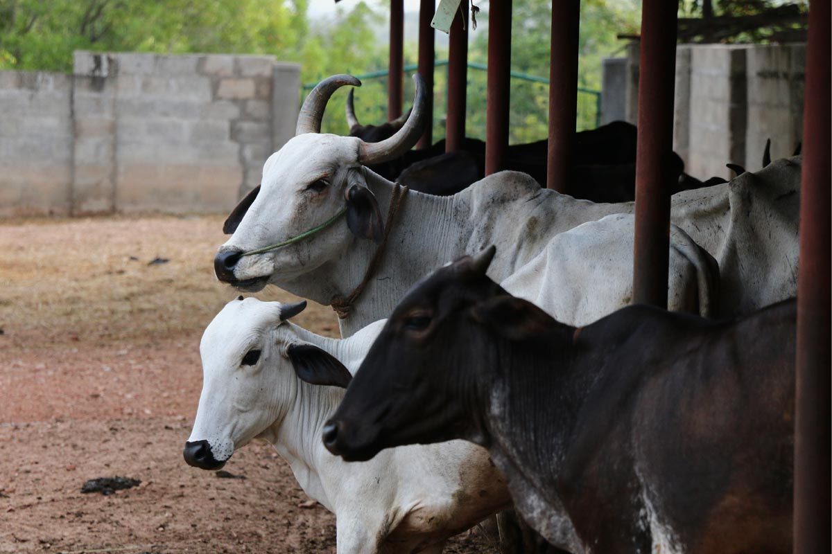 Cows- Integral part of temple