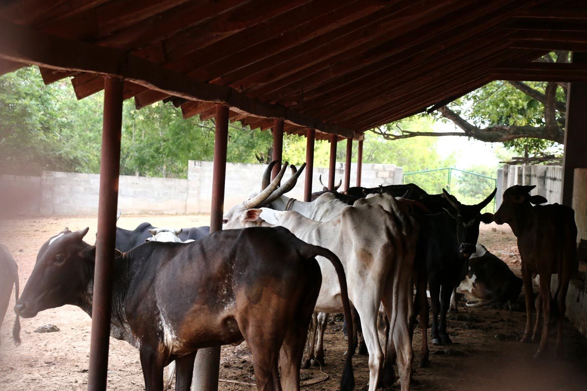 Feeding cows equals Ashvamedha yajna